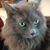 Debbie Frazier Mosier's profile image