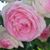 Dee Falk's profile image