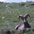 Laura Conchelos's profile image