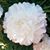 Maria Maser Ebert's profile image