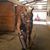 Debbie Scanlon Wall's profile image