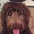 Pat Papenfuss's profile image