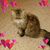 Betty Bouchard Berard's profile image
