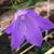 Bridget Bellis-Weiss's profile image