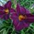 Paula Frohlich's profile image
