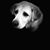 Greg Johnstone's profile image