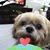 Claudia Medeiros's profile image