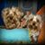 Sherry Peck Mckinley's profile image