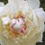Nina Nazimowitz Brenoel's profile image