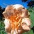 Carol Smith Floyd's profile image