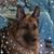 Debra Maccari-Le Van's profile image