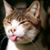 Dixie Carol's profile image