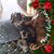 Karen Roy Benson's profile image