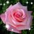 Sherry Fithian Mishloney's profile image