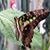 Manahil Ilyas's profile image