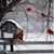 Annette Lucchesi's profile image