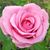 Arnisha Norman's profile image