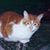 Vicki Scheetz's profile image