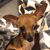 Debi Santavicca-Ruggeri's profile image