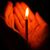 Nelly Putri's profile image