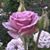Alicia Porras's profile image
