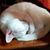 Jessica Lewallen's profile image