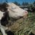 Vincent Derouet's profile image