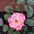 Lori Costello's profile image