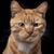 Shanda Douglas's profile image