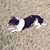 Carol W Dodson's profile image