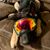Shane Carey's profile image