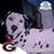 Sue Ellen Hagood's profile image
