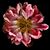 Deborah Lipton's profile image