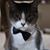 Brandon Brammer's profile image