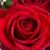 Tamela Pearson Stropnik's profile image