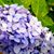 Susanne Omander's profile image