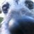 Donna Hartmann Basile's profile image