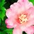 Susan Hay Staretorp's profile image