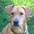 Sara Rogers Shields's profile image