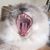 Kelly Neumann's profile image