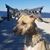 Lincoln Lee's profile image