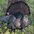 Julie Daughtridge Goodsell's profile image