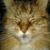 Tracy Russ's profile image