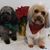 Bonnie L. Gerstenschlager's profile image