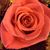 Susan Griffin's profile image
