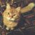 Andi Johnson's profile image