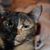 Becky Cohen's profile image