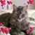 Rosanne Wise's profile image