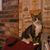 Alana Mae Hutchinson's profile image