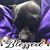 Lisa Dalson's profile image